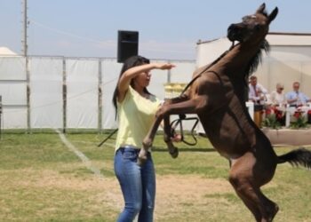 سكرتير عام محافظة الشرقية يستعرض الاستعداد لمهرجان الخيول العربية 33 - جريدة المساء