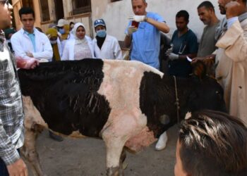 جامعة سوهاج تطلق قافلتها البيطرية المجانية لقرية المزالوة 16 - جريدة المساء