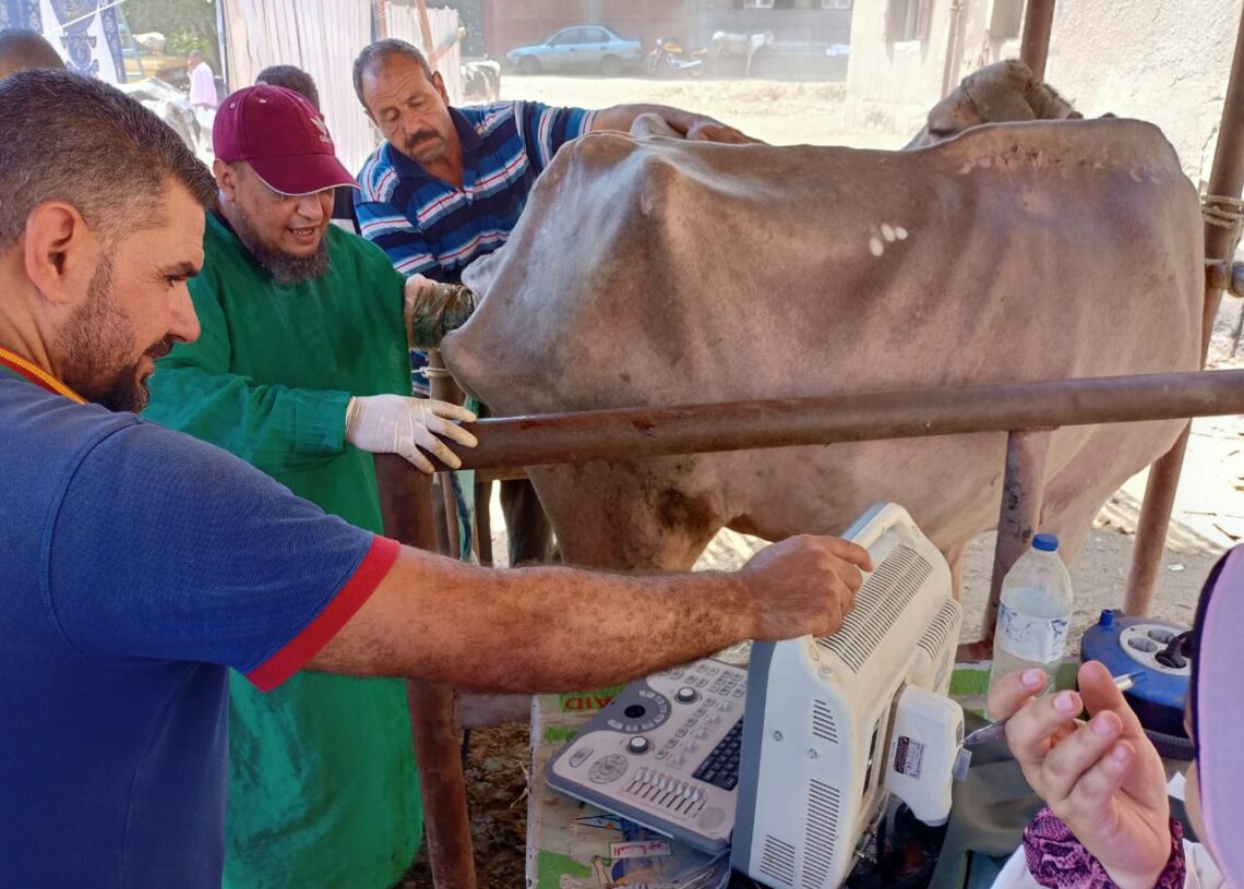 جانب من فحص المواشي بالمجان في المنوفية