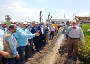 الزراعة تنظيم يوم حقلي للأرز  والذرة الشامية  في محطة بحوث سخا  29 - جريدة المساء