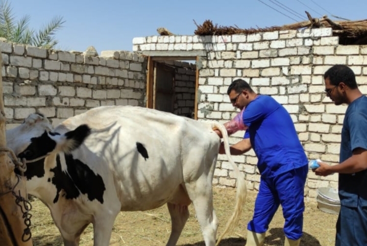 الزراعة: فحص وعلاج 3187 حيوانا مجانا لأكثر من 700 مستفيد بمحافظة مطروح 19 - جريدة المساء