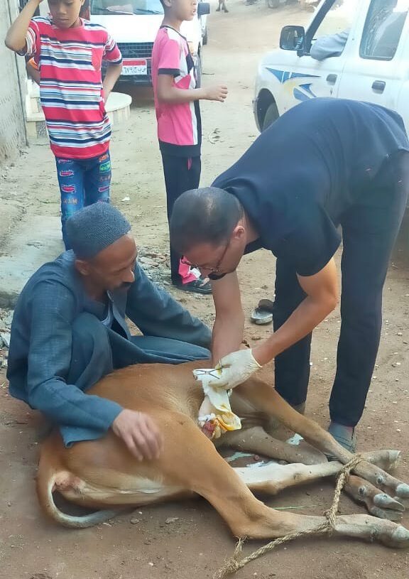 مناظرة ٥١٠ رأس ماشية فى قافلة بيطرية مجانية بقرية المراشدة .. فى قنا 19 - جريدة المساء