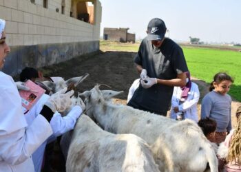 جامعة سوهاج تواصل سلسلة قوافلها البيطرية المجانية لقرية بنجا بمركز طهطا 23 - جريدة المساء