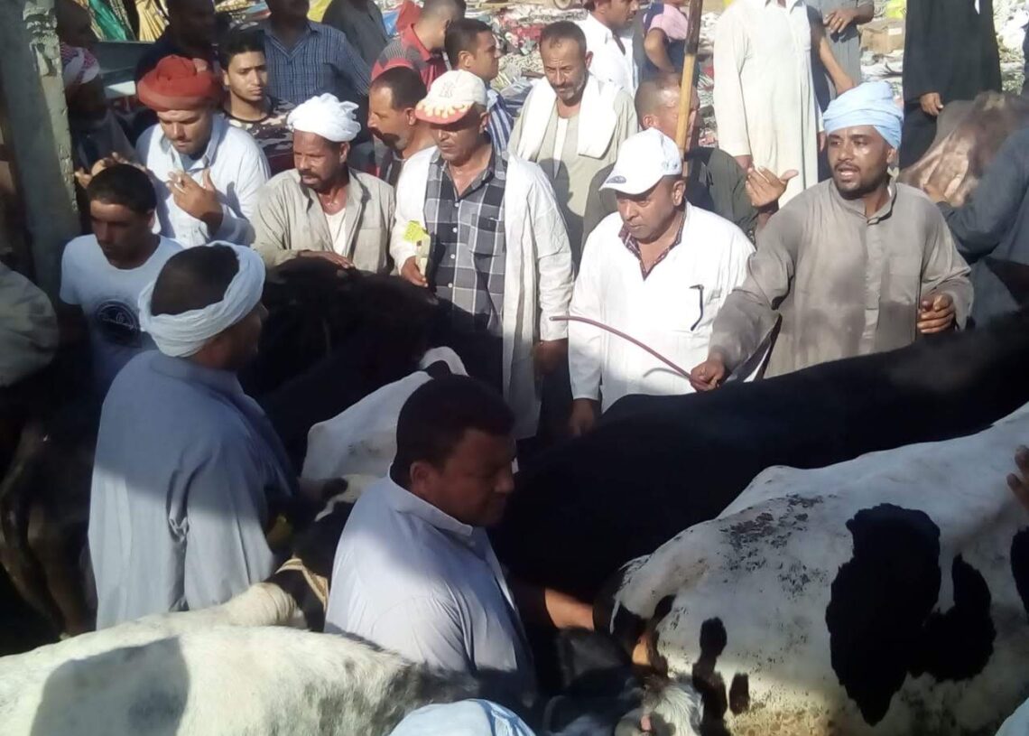 محافظة الاسكندرية تحصد المركز الثاني في تحصين الماشية ضمن الحملة القومية الثانية 19 - جريدة المساء