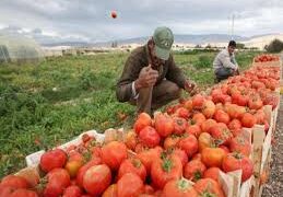 معلومات مجلس الوزراء: ارتفاع الناتج المحلي لقطاع الزراعة بنسبة 10.8%   1 - جريدة المساء