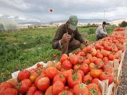 معلومات مجلس الوزراء: ارتفاع الناتج المحلي لقطاع الزراعة بنسبة 10.8%   27 - جريدة المساء