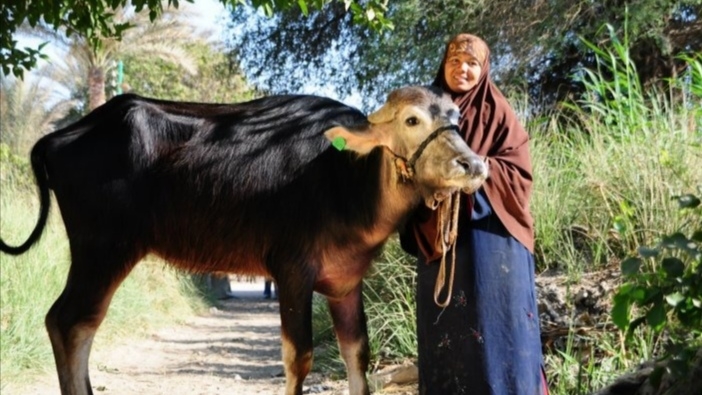 2627رأس ماشية للشباب وللأسر المعيلة والأولى بالرعاية في الشرقية 19 - جريدة المساء