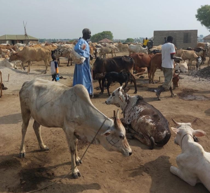 الزراعه تتابع الحالة الصحية والوبائية للثروة الحيوانية بدولة جنوب السودان 19 - جريدة المساء