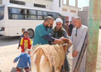 جامعة جنوب الوادى تنظم قافلة بيطرية بقرية "العمرة" 17 - جريدة المساء