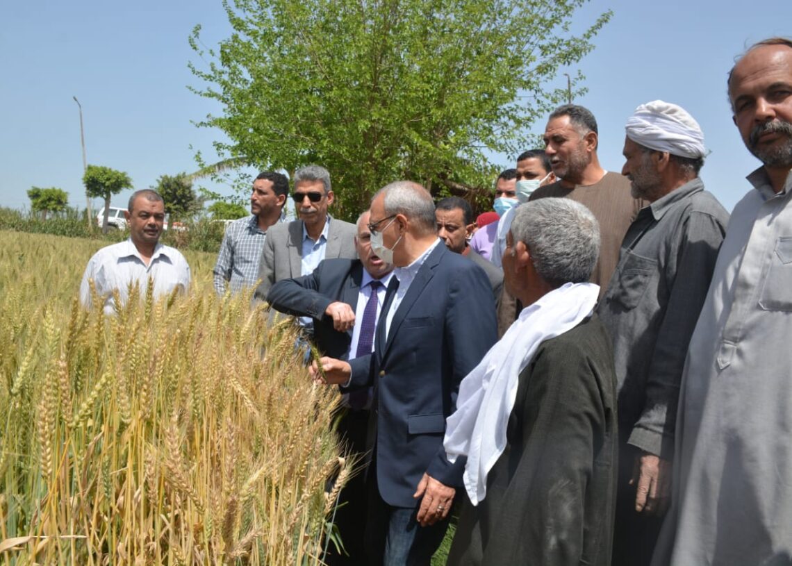 الهجان: صوامع وشون القليوبية جاهزة لاستقبال القمح 19 - جريدة المساء