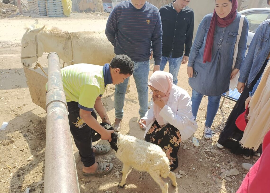 جامعة مدينة السادات تنظم قافله بيطريه وزراعيه بقرية منشأة سلطان مركز منوف المنوفيه