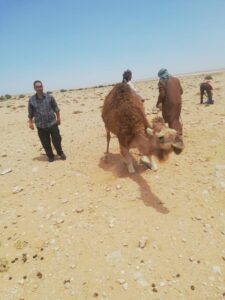 بيطري مطروح يستجيب لاستغاثة مربي الإبل بالسلوم بعد اصابتها بمرض غامض 18 - جريدة المساء