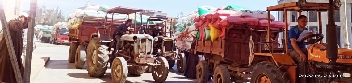 توريد 193092 طن و 715 كجم من القمح في كفر الشيخ 19 - جريدة المساء