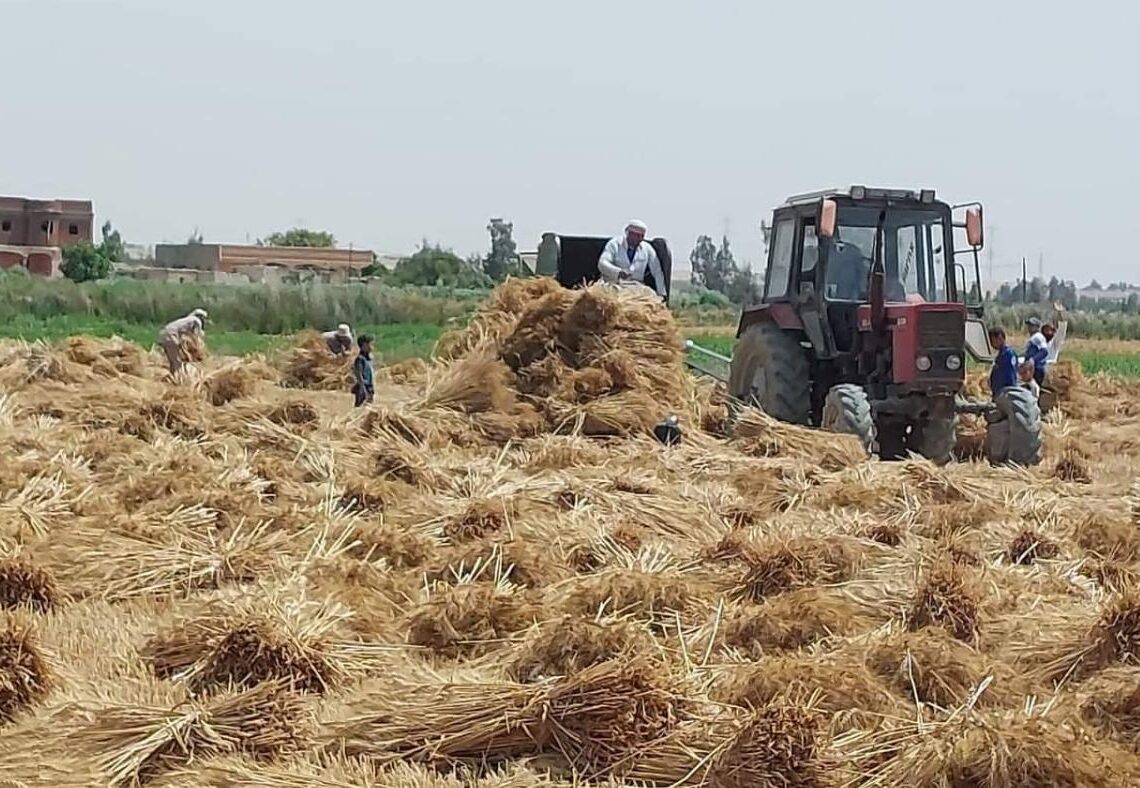 حصاد 25121 فدان بالقمح بالاسكندريه 17 - جريدة المساء