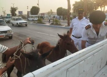 محافظ أسوان يأمر بمصادرة الأحصنة الضالة وتوقيع غرامات مالية وتحاليل مخدرات لأصحابها