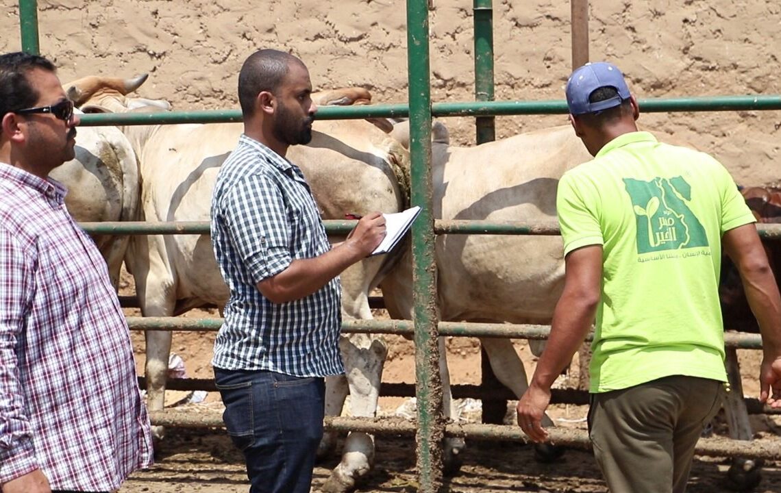 لجنة الخبراء تفحص الأضاحي بمزارع "مصر الخير" للتأكد من مطابقتها للشروط الشرعية والصحية.. فيديو 19 - جريدة المساء