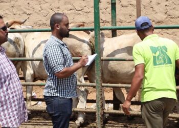 لجنة الخبراء تفحص الأضاحي بمزارع "مصر الخير" للتأكد من مطابقتها للشروط الشرعية والصحية.. فيديو 21 - جريدة المساء