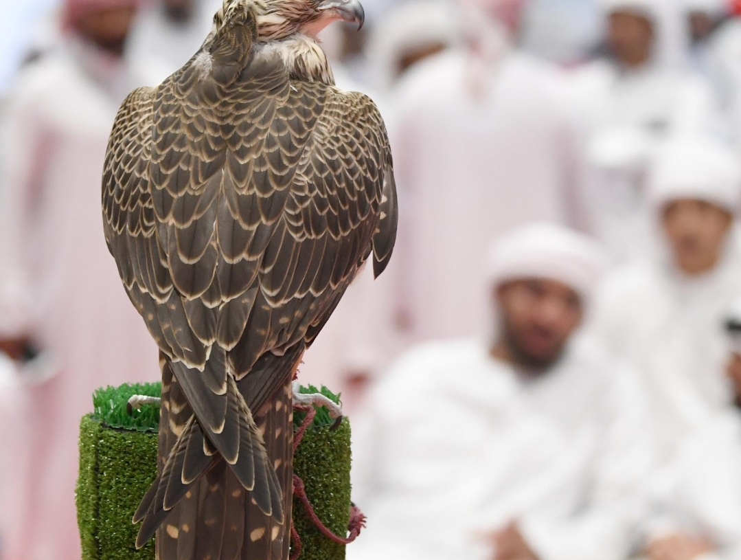 أغسطس القادم.. أبو ظبي تنظم أكبر معرض دولي للصيد والفروسية 19 - جريدة المساء