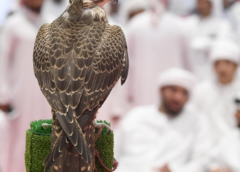 أغسطس القادم.. أبو ظبي تنظم أكبر معرض دولي للصيد والفروسية 17 - جريدة المساء