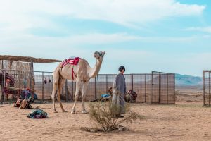 طرح صور من كواليس "هجان" قبل عرضه بمهرجان البحر الأحمر  25 - جريدة المساء