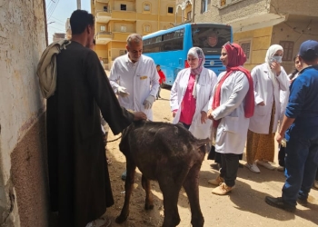 مناظرة ٨٣٥ حالة في قافلة جامعة سوهاج البيطرية بقرية المحامدة القبلية 19 - جريدة المساء