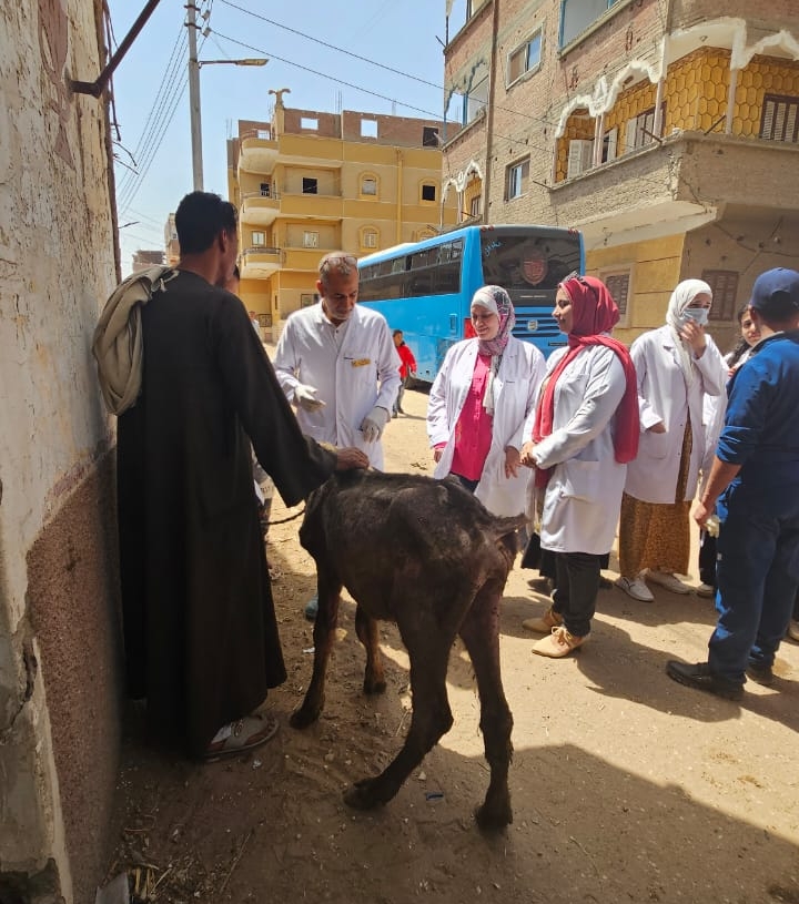 مناظرة ٨٣٥ حالة في قافلة جامعة سوهاج البيطرية بقرية المحامدة القبلية 19 - جريدة المساء