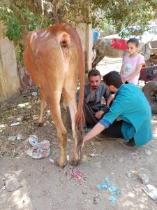 "بيطري الجيزة" تعالج 1040 طائرا و255 رأس حيوان خلال قافلة مجانية بأبو النمرس 35 - جريدة المساء