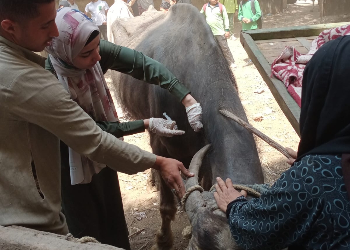 "بيطري الجيزة" تعالج 1040 طائرا و255 رأس حيوان خلال قافلة مجانية بأبو النمرس 19 - جريدة المساء