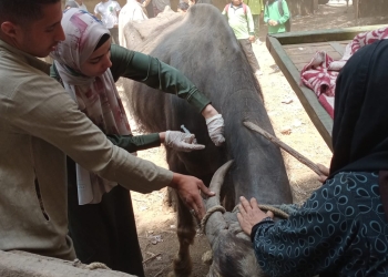 "بيطري الجيزة" تعالج 1040 طائرا و255 رأس حيوان خلال قافلة مجانية بأبو النمرس 25 - جريدة المساء