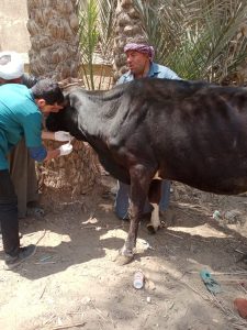 "بيطري الجيزة" تعالج 1040 طائرا و255 رأس حيوان خلال قافلة مجانية بأبو النمرس 21 - جريدة المساء