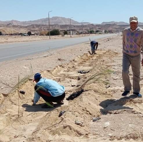 محافظة جنوب سيناء تنفذ المرحلة الثانية لمبادرة رئيس الجمهورية لزراعة 100 مليون شجرة بـ 80 ألف شجرة في عام 2024 19 - جريدة المساء