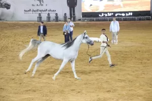 مجسمات لأحصنة جامحة للمتسابقين الفائزين بمسابقة "جمال الخيل" بمهرجان الشرقية للخيول العربية 43 - جريدة المساء