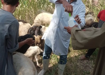 بمناسبة عيد الفلاح.. محافظة الجيزة تطلق 36 قافلة بيطرية مجانية لدعم المربين بقري المحافظة 31 - جريدة المساء