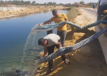 إلقاء مليون زريعة أسماك ببحيرات سيوة 29 - جريدة المساء