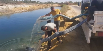 إلقاء مليون زريعة أسماك ببحيرات سيوة 1 - جريدة المساء