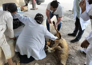 مديرية الطب البيطري بمطروح تحصين ١٧٤١٨٠ رأس اغنام بجميع أنحاء المحافظة 25 - جريدة المساء