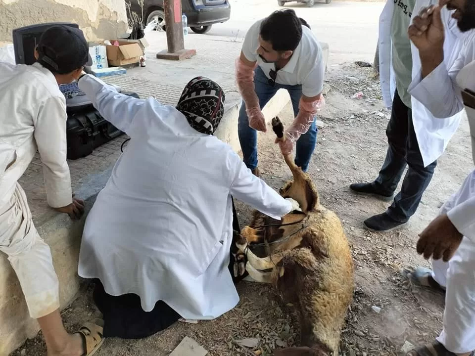 مديرية الطب البيطري بمطروح تحصين ١٧٤١٨٠ رأس اغنام بجميع أنحاء المحافظة 19 - جريدة المساء