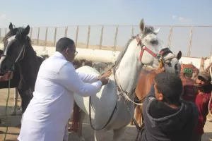 "بيطري الجيزة" تعالج 9008 من الخيول والجمال خلال 30 قافلة مجانية 29 - جريدة المساء