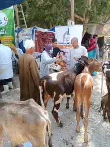 "بيطري الجيزة" تعالج 9008 من الخيول والجمال خلال 30 قافلة مجانية 37 - جريدة المساء