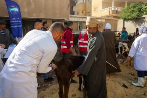 أمانة الزراعة والفلاحين بحزب مستقبل وطن بالفيوم تنظم قافلة بيطرية مجانية  21 - جريدة المساء