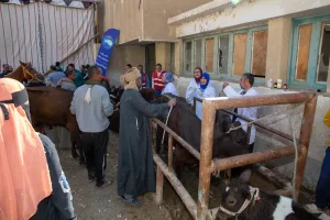 أمانة الزراعة والفلاحين بحزب مستقبل وطن بالفيوم تنظم قافلة بيطرية مجانية  19 - جريدة المساء