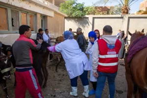 أمانة الزراعة والفلاحين بحزب مستقبل وطن بالفيوم تنظم قافلة بيطرية مجانية  23 - جريدة المساء