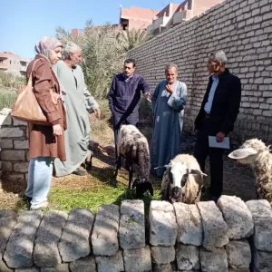 أنشطة إرشادية لمزارعي الجوافة والبرسيم الحجازي بقرية شدمو بالفيوم 21 - جريدة المساء