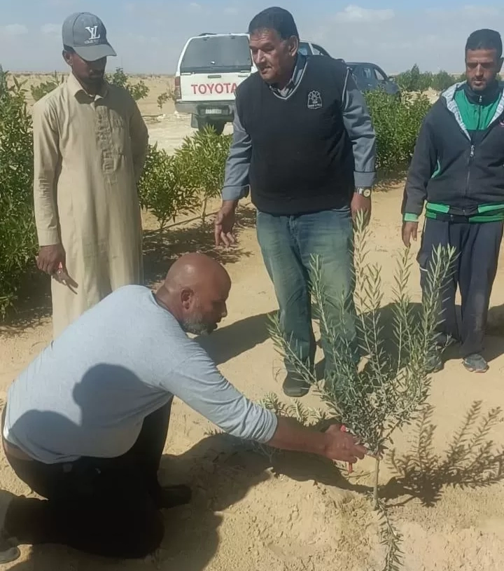 علماء وباحثو مركز الصحراء يواصلون تقديم الدعم الفنى والإرشادات لمزارعي التجمعات في سيناء 18 - جريدة المساء