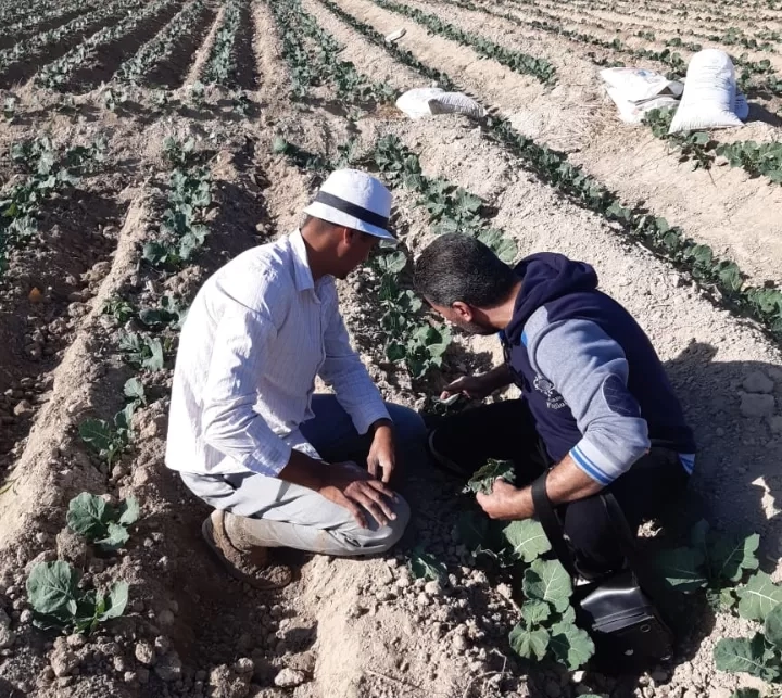 "الزراعة" تقدم الدعم الفني لمزارعي البساتين في الاسكندرية 19 - جريدة المساء