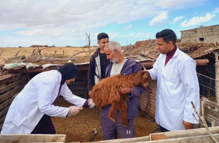 بحوث الصحراء يواصل دعم المزارعين وصغار المربين بقوافل بيطرية مجانية بشمال سيناء 19 - جريدة المساء