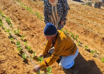 الزراعة بحوث الصحراء ينظم حقول إرشادية لزيادة الإنتاجية باستخدام الأسمدة الحيوية والعضوية في سيناء 25 - جريدة المساء