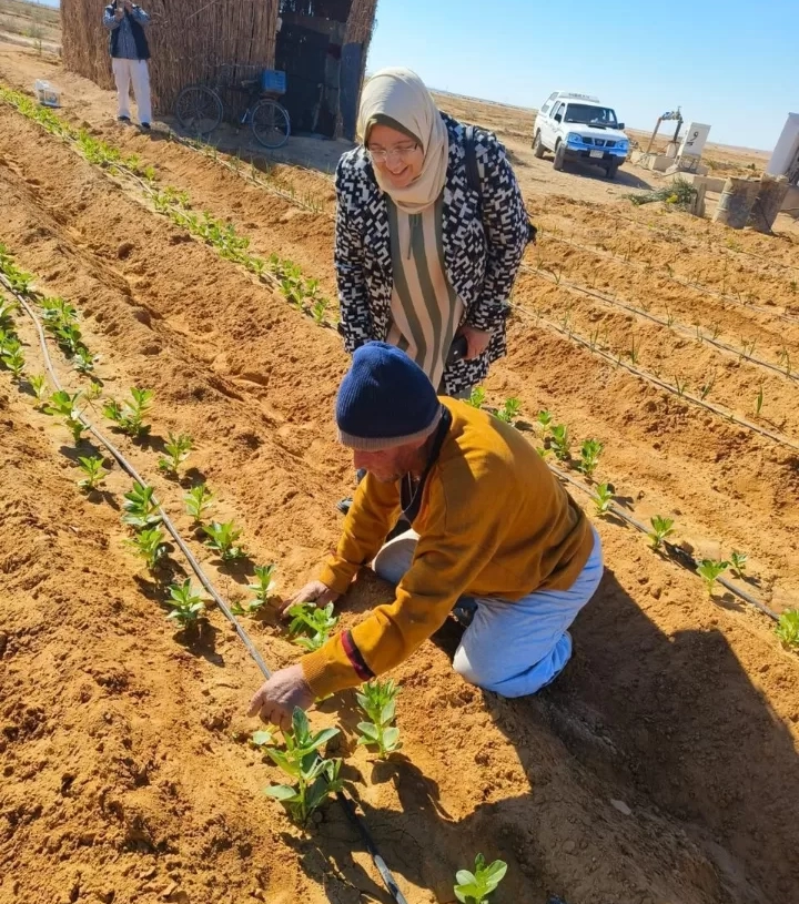 الزراعة بحوث الصحراء ينظم حقول إرشادية لزيادة الإنتاجية باستخدام الأسمدة الحيوية والعضوية في سيناء 19 - جريدة المساء