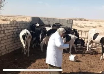 الزراعة:الطب بيطري في شمال سيناء للحفاظ على الثروة الحيوانية من خلال المبادرة الرئاسية ”بداية جديدة لبناء انسان 33 - جريدة المساء