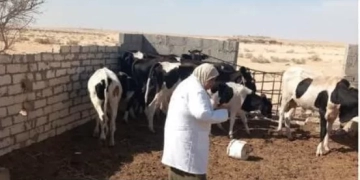 الزراعة:الطب بيطري في شمال سيناء للحفاظ على الثروة الحيوانية من خلال المبادرة الرئاسية ”بداية جديدة لبناء انسان 1 - جريدة المساء